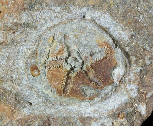 Two Ordovician Edrioasteroid (Spinadiscus) Fossils - Morocco #46460